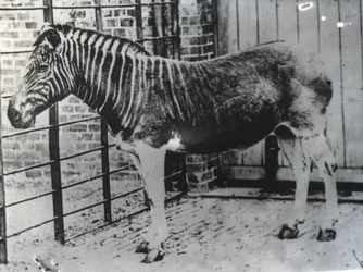 Quagga im ZSL London Zoo, wahrscheinlich Sommer 1870